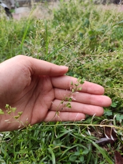 Capsella bursa-pastoris