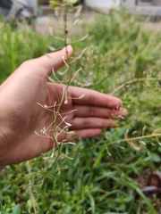 Capsella bursa-pastoris