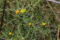 Geigeria burkei