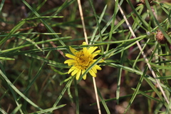 Geigeria burkei