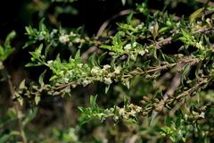 Lippia javanica