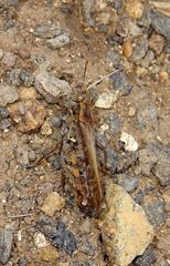 Calliptamus plebeius