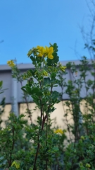 Hippocrepis emerus