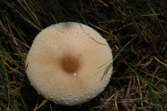 Fungi