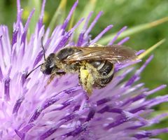 Halictus fulvipes