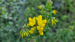 Hippocrepis emerus