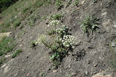 Heracleum grandiflorum