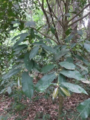 Cassipourea malosana