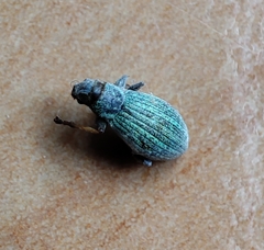 Polydrusus chrysomela