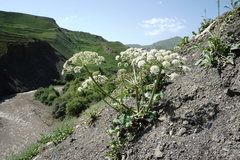 Heracleum grandiflorum