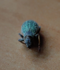 Polydrusus chrysomela