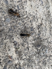 Stenomacra marginella