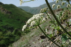Heracleum grandiflorum