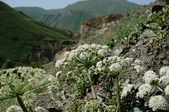 Heracleum grandiflorum