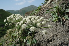 Heracleum grandiflorum