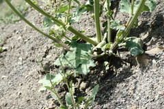 Heracleum grandiflorum