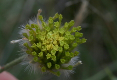 Lasiosiphon sericocephalus