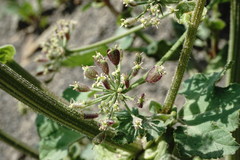 Heracleum grandiflorum