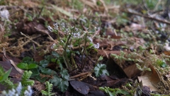 Sanicula lamelligera