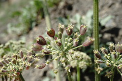 Heracleum grandiflorum