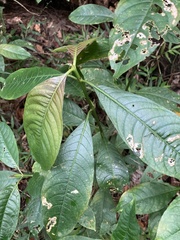 Palicourea brachiata