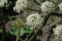 Heracleum grandiflorum