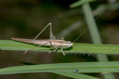 Conocephalomima barameda