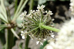 Heracleum grandiflorum