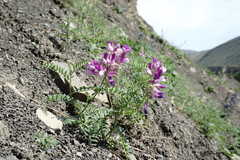 Vicia alpestris