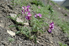 Vicia alpestris
