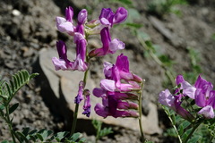 Vicia alpestris