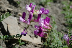 Vicia alpestris