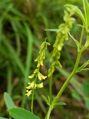 Melilotus indicus