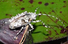 Ancylonotus tribulus