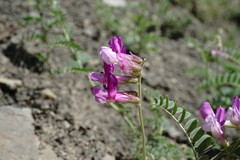 Vicia alpestris