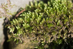 Sciuro-hypnum plumosum