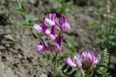 Vicia alpestris