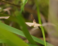 Musotima