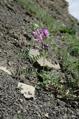 Vicia alpestris