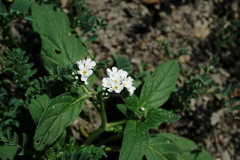 Heliotropium styligerum