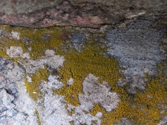 Candelariella coralliza