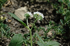 Heliotropium styligerum