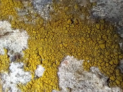Candelariella coralliza