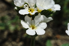 Heliotropium styligerum