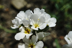 Heliotropium styligerum