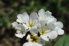 Heliotropium styligerum
