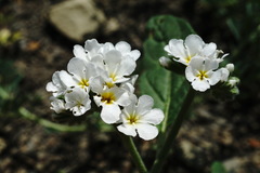 Heliotropium styligerum