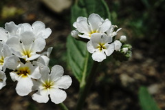 Heliotropium styligerum