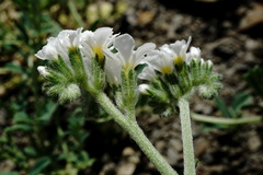 Heliotropium styligerum