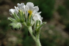 Heliotropium styligerum